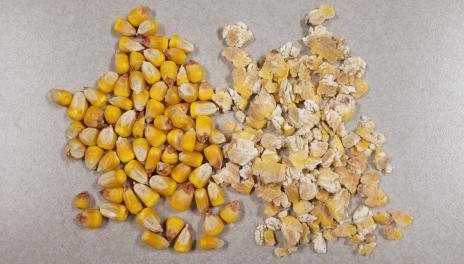 Whole corn kernels alongside steam-flaked corn fragments