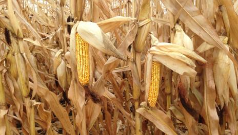 Ripening cobs in corn field