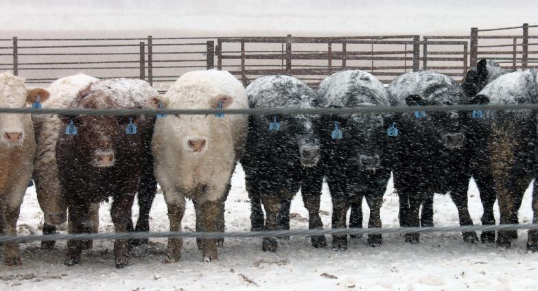 cows lined up with snow falling