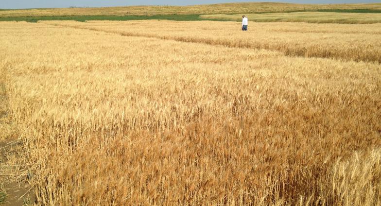Man walking through wheat
