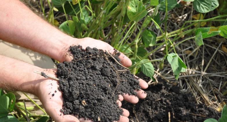 Two hands are outstretched holding a pile of black soil above a field of green plants