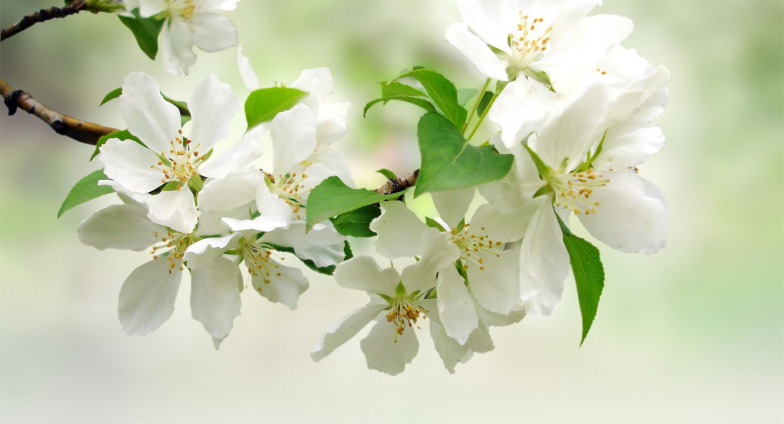 An apple tree branch covered in a few green leaves and several white blossoms