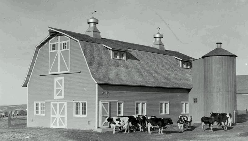 Old black & white photo of a barn and dairy cows