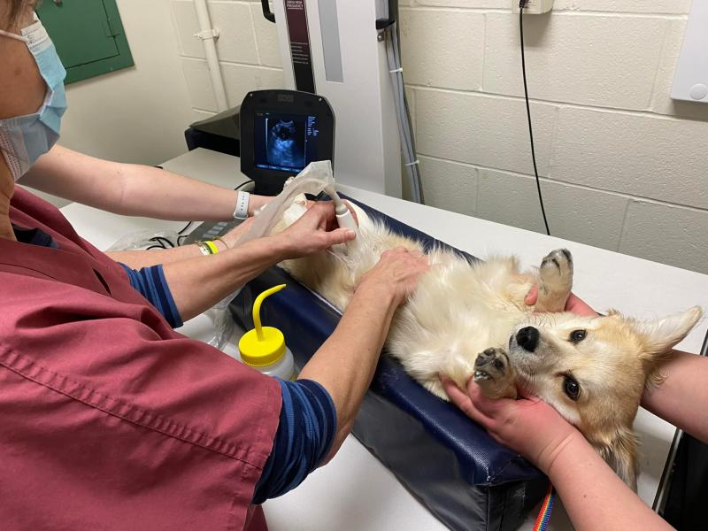 technician giving a dog a stomach ultrasound