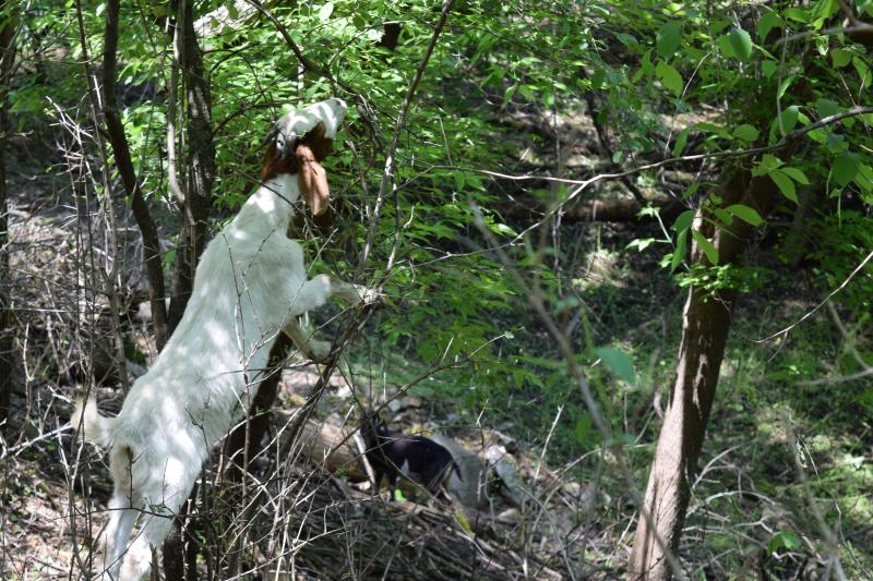 Goat grazing can control invasive buckthorn