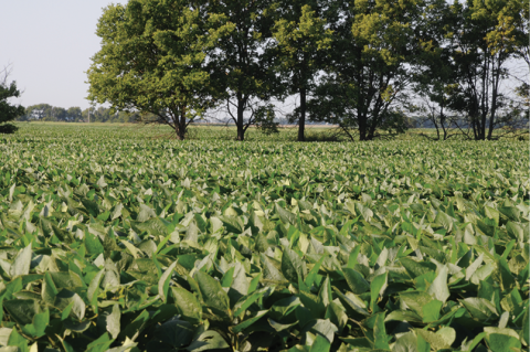 Figure 1. Deceptively robust and healthy-looking soybean field experiencing yield loss from SCN.
