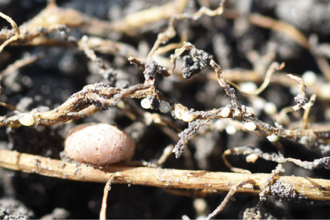 Figure 5. Cream-colored and lemon-shaped SCN cysts on soybean root near nodule (L).