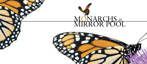 Monarchs at Mirror Pool