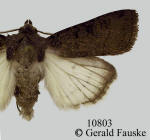 Euxoa velleripennis