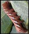 larva photo gallery button