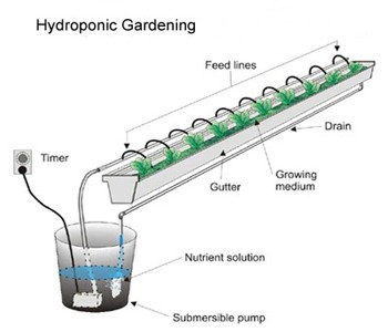 Hydroponics-General Idea