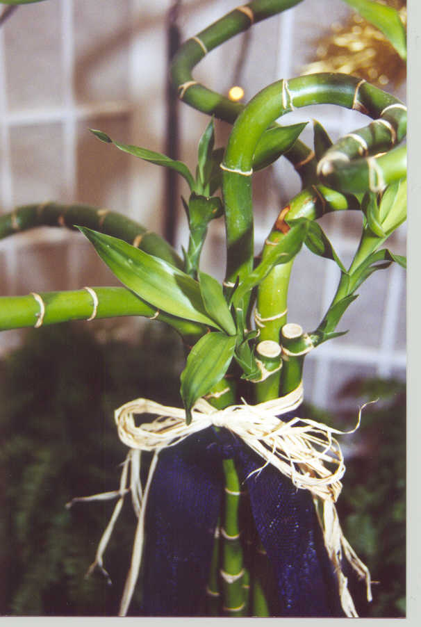 curly bamboo