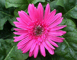 Mar 5, 2013. Gerbera daisies can be grown in Florida as a perennial flower, on your solution.  Purchase Gerbera daisies in small containers and plant them in the. With  proper care, your daisies will bloom throughout the warm months.
