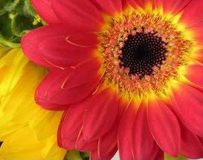 coral with yellow gerbera