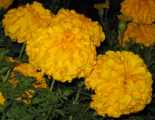 African Marigold Picture