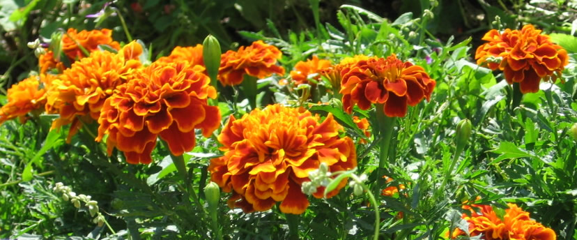 French Marigold Picture