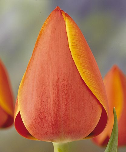 adrem single tulip