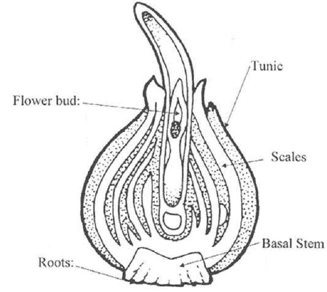 tulip bulb diagram
