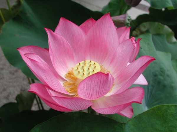 About the Lotus Flower