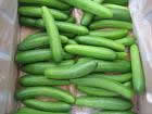 Cucumber Pic 1