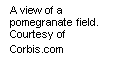 Text Box: A view of a pomegranate field.  Courtesy of Corbis.com