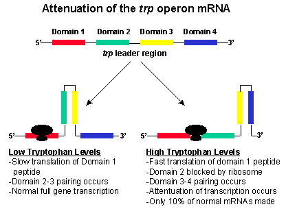 trp operon model