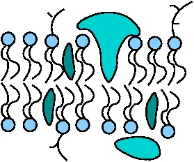 Illustration of a cell membrane showing phospholipid layers with embedded membrane proteins and molecules moving through or across the membrane.