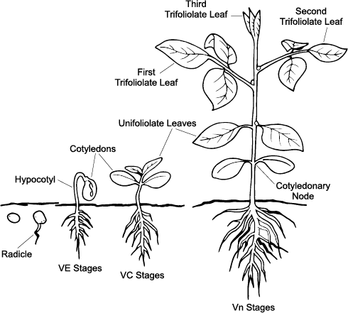 Diagram showing the parts of a soybean plant in the vegetative stages.