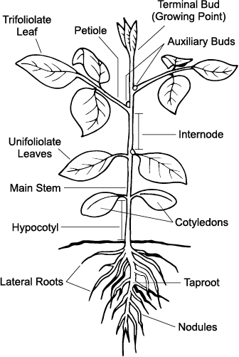 A diagram of the parts of the soybean plant in the reproductive stages of development.