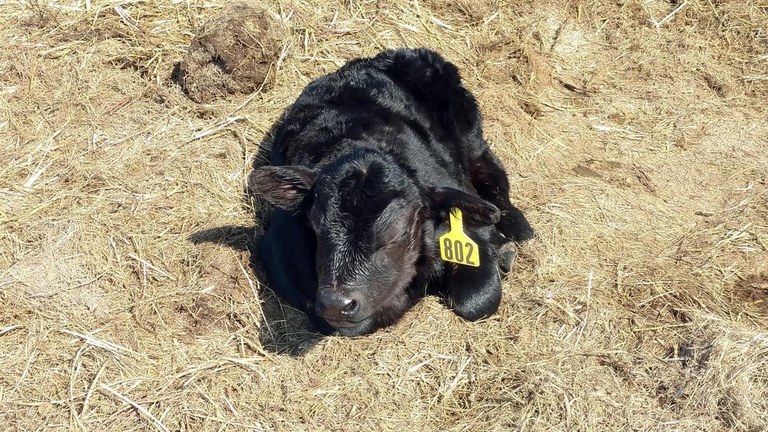  new calf napping in the North Dakota sunshine.