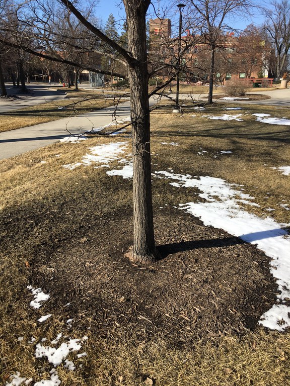Base of tree with mulch