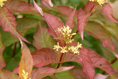 Diervilla Kodiak Orange shrub with reddish-orange leaves