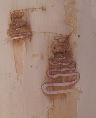 A tree trunk showing signs of damage from Emerald ash borer