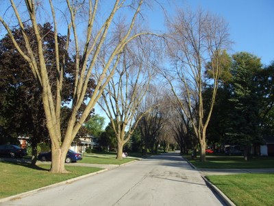 A street with ash trees showing signs of Emerald ash borer damage 