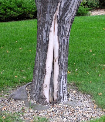 Maple Tree showing a split and damaged trunk