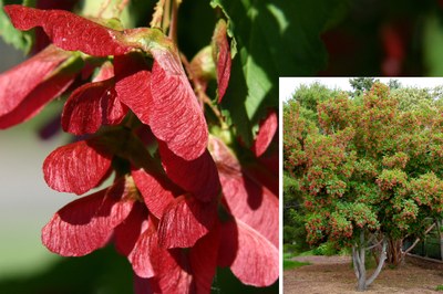 Tatarian maple red seed pods with an inset photo of the full tatarian maple tree