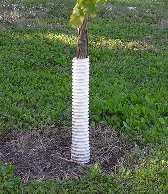 Young tree with trunk wrapped with a white tree guard