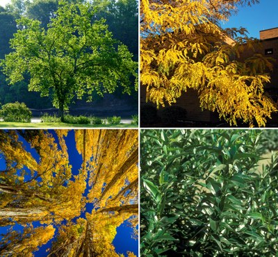 Four image grid of shade trees: American elm, thornless honeylocust, poplar and laurel willow
