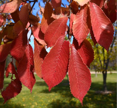 Northern empress japanese elm with red leaves