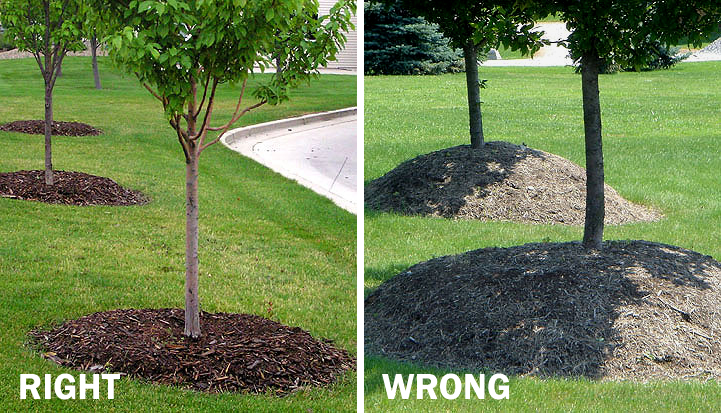 Left picture shows the proper way to mulch a tree, gradually building to a depth of 4 inches around tree. The right image shows mulch incorrectly piled very high near the base of the trunk. 