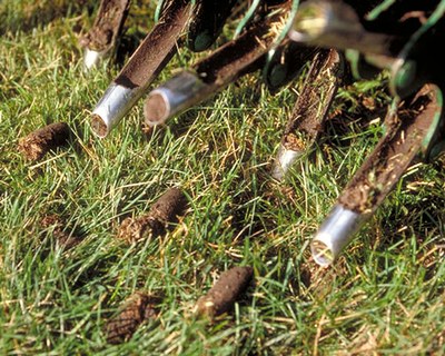 Close up of lawn with core aeration machine and plugs of soil removed