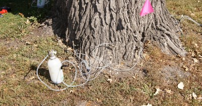 Insecticide injection system next to a tree