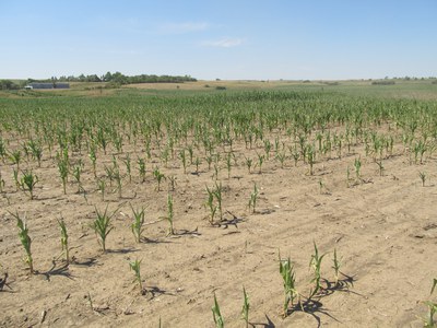 Small Grain Diseases