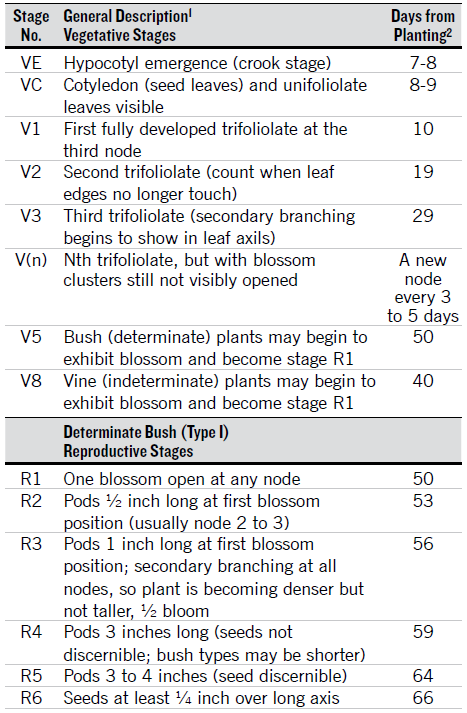 Stages of vegetative