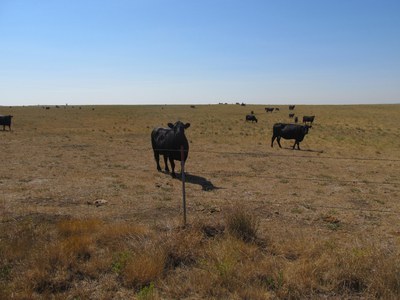 Cyanobacteria, also known as blue-breen algae, can produce toxins that are harmful to livestock