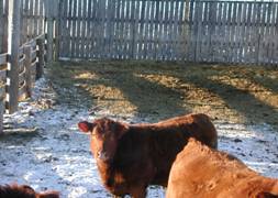 Clean steers in bedded pens gained faster