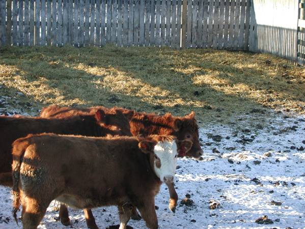 Clean, comfortable heifers in a bedded pen
