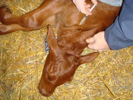 Injecting a Calf