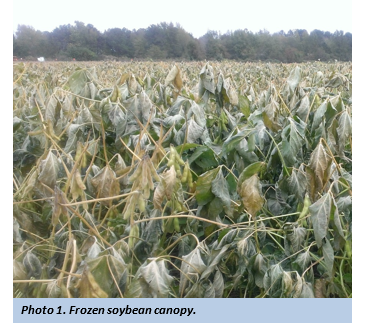 Effects of Fall Tillage on Soybean White Mold and Sudden Death