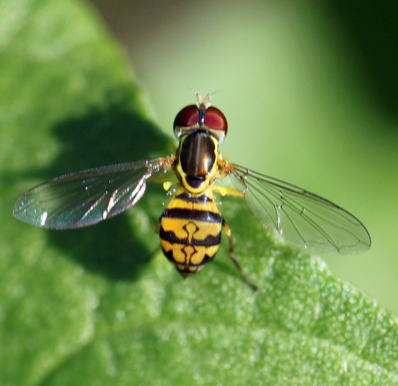 rgb-p11-fig-1-syrphid-opt